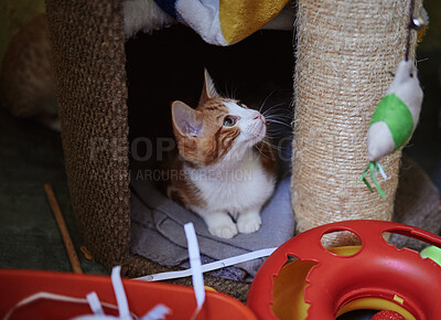 Cat, scratching post and and relax in a room with toys, curious and playful at home. Kitten, climbing platform and cut animal resting, looking and playing with scratcher, sweet and adorable on a mat