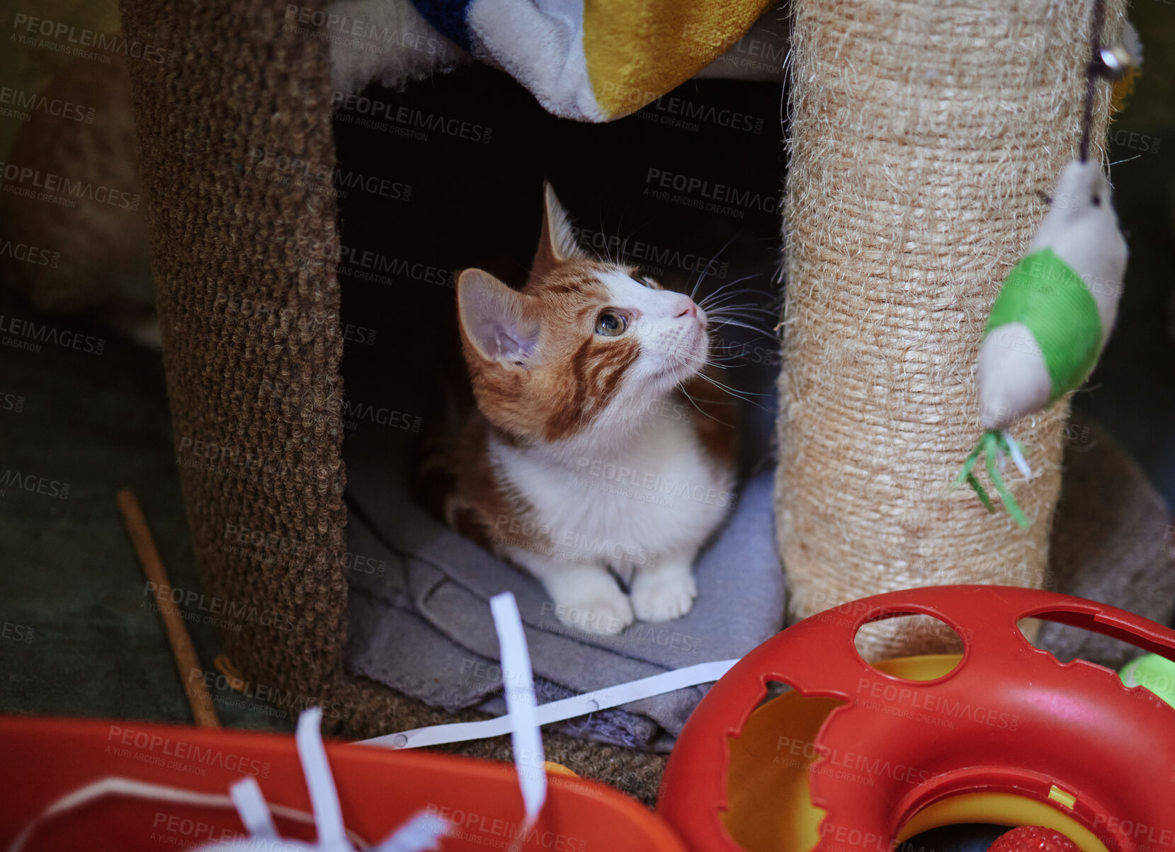 Buy stock photo Cat, scratching post and and relax in a room with toys, curious and playful at home. Kitten, climbing platform and cut animal resting, looking and playing with scratcher, sweet and adorable on a mat 