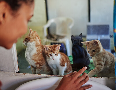 Care, charity and cats at adoption shelter with visitor busy with decision and choice of homeless animal. Abandoned, lost or rescue kittens interaction at glass with black woman choosing pet.