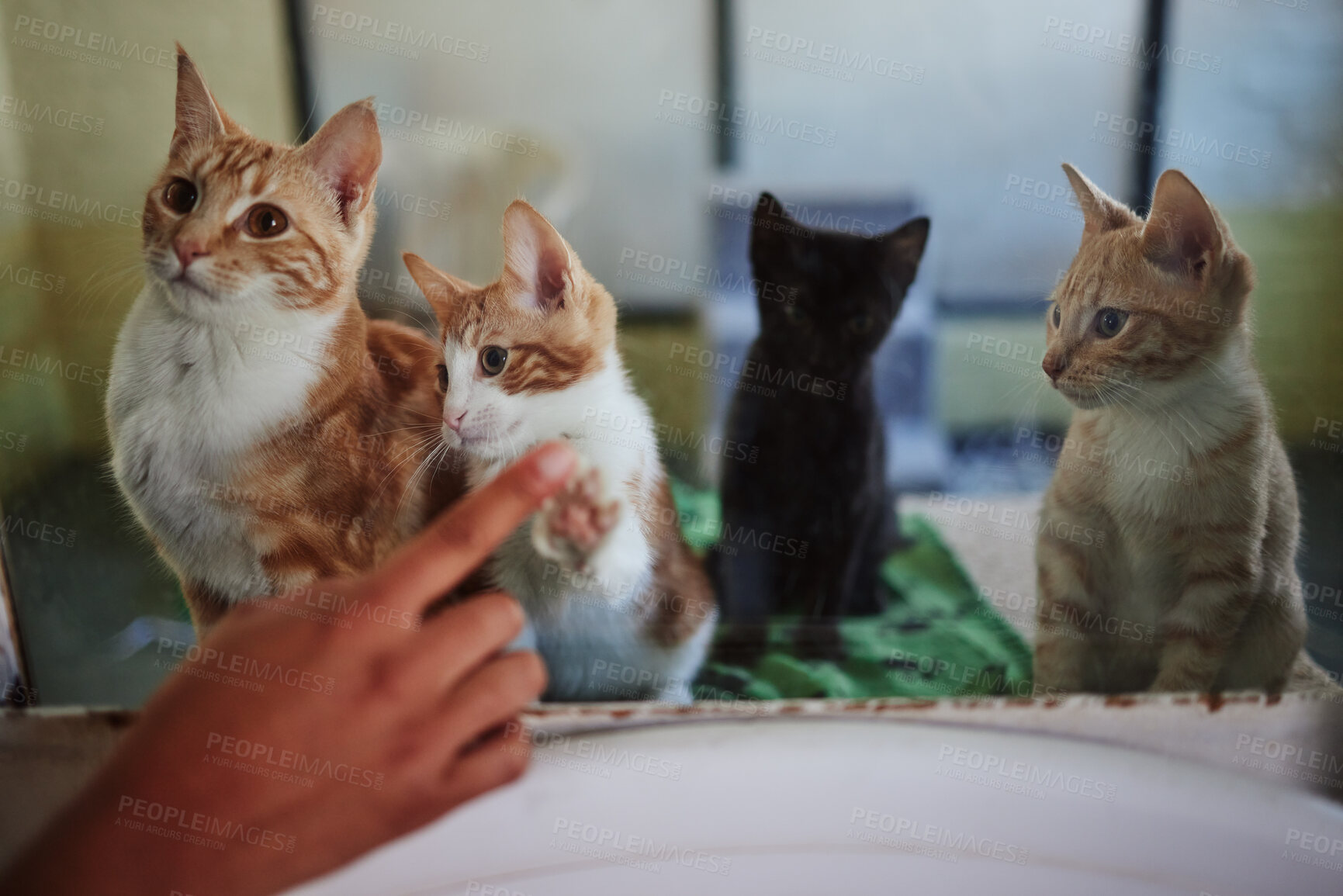 Buy stock photo Cat, adoption and animal shelter with a hand on a pet store window choosing a feline to rescue. Charity, donation and volunteer with a person shopping for or buying a kitten from a veterinary clinic