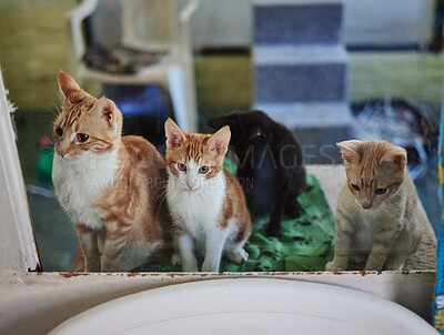 Cats, animal shelter and adoption pets at veterinary clinic, animal welfare and rescue center. Abandoned, homeless and lost group ginger kitten pet store animals waiting for love, hope and pet care