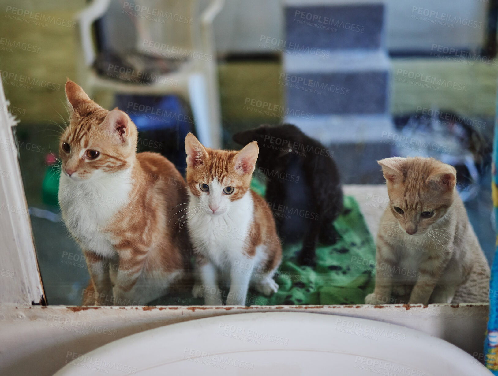 Buy stock photo Cats, animal shelter and adoption pets at veterinary clinic, animal welfare and rescue center. Abandoned, homeless and lost group ginger kitten pet store animals waiting for love, hope and pet care