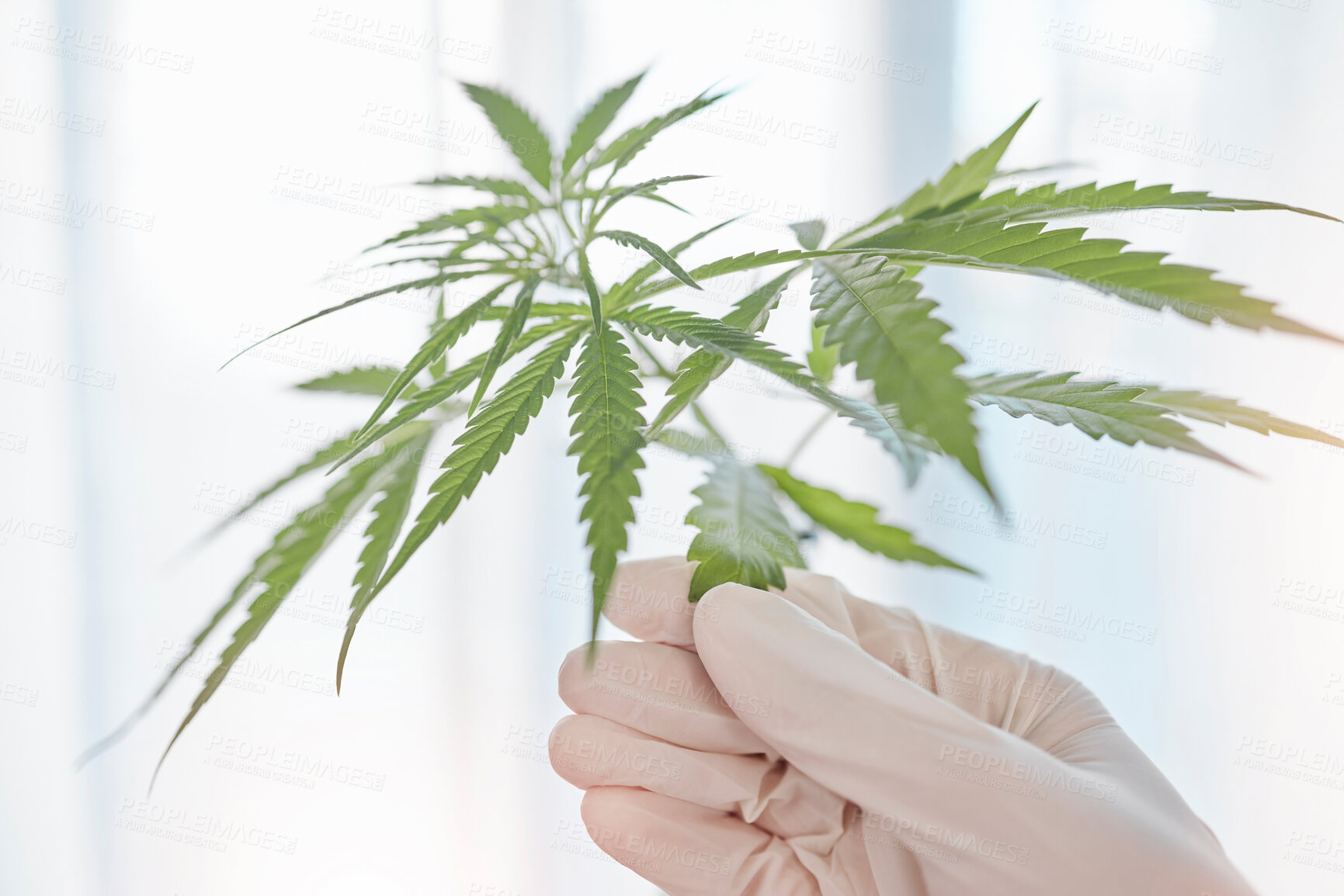 Buy stock photo Hand, glove and doctor with marijuana leaf for alternative medicine, healthcare and wellness. Cannabis, plants or organic cbd, healthy thc or hemp medicine in laboratory for legal weed production.