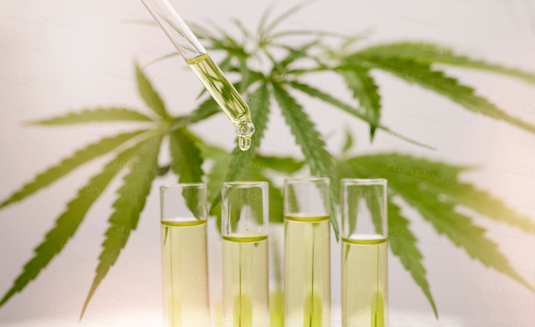 Buy stock photo Cannabis, oil and dropper into glass for marijuana liquid, herbal medicine, and legal weed plant production, pharmaceutical hemp and formula. Cbd oil, holistic health and herbal leaf drops in bottle 