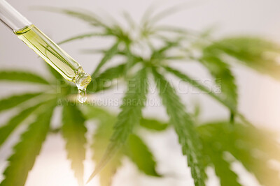 Buy stock photo Cannabis, cbd and oil bottle or product with Marijuana plant background. Weed, health and healthcare medical innovation or pharmacy natural medicine close up of droplet for pharmaceutical science