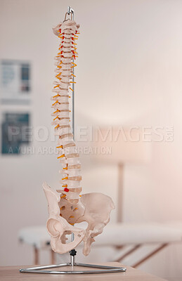 Buy stock photo Spine model, bone and chiropractic office on table, desk or display for learning, education or advice. 3D print, human bones and background for physiotherapy, chiropractor or healthcare in clinic