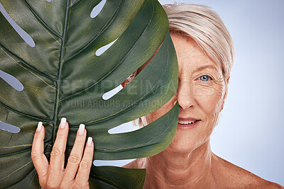 Buy stock photo Face, beauty and old woman with monstera leaf on blue studio background. Skincare, makeup and elderly female model from Canada with organic plant cosmetics for anti aging, healthy and glowing skin.
