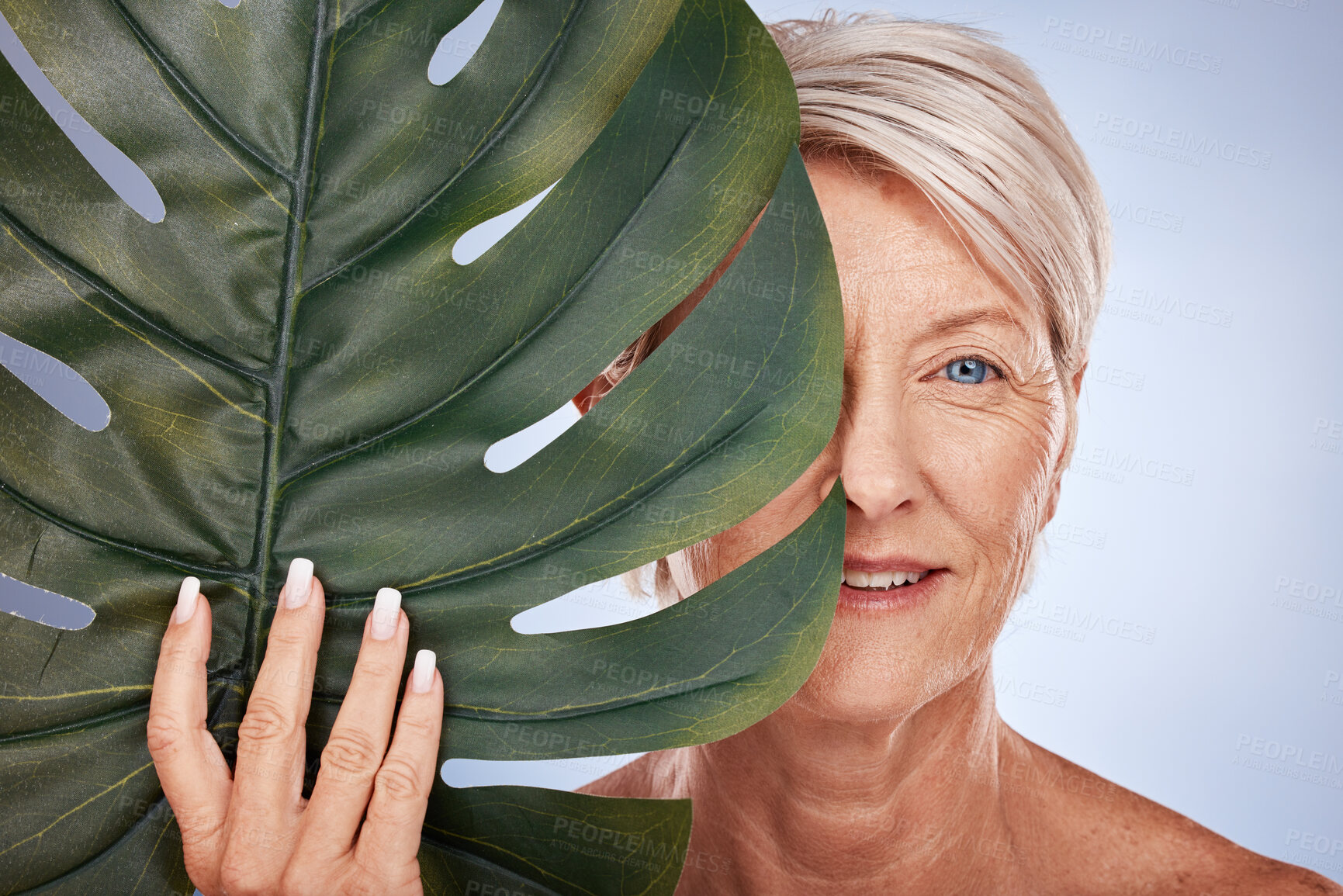 Buy stock photo Face, beauty and old woman with monstera leaf on blue studio background. Skincare, makeup and elderly female model from Canada with organic plant cosmetics for anti aging, healthy and glowing skin.
