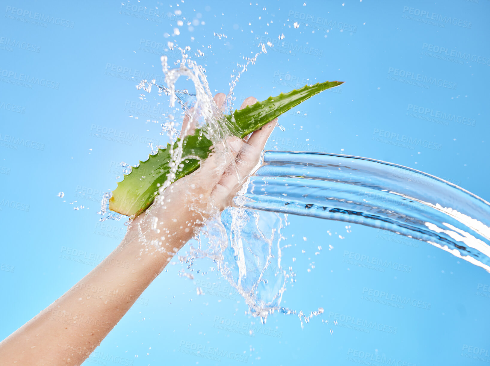 Buy stock photo Aloe vera, plant and water splash on a blue background for healthcare, skincare and health benefits as cosmetics and dermatology mock up. Hand of woman with herb, cactus or tropical leaf for body