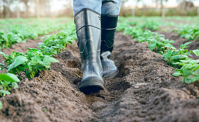 Buy stock photo Farm, shoes and feet of a farmer walking through an agriculture garden for harvest and sustainability. Agro, countryside and gardener foot in boots walk through field and soil in nature