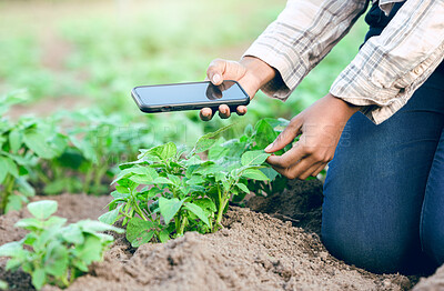 Buy stock photo Photo, agriculture and farmer farming with phone for digital innovation in sustainability on a farm. Picture, ecology and eco friendly person with mobile app to check for growth of plants on a field