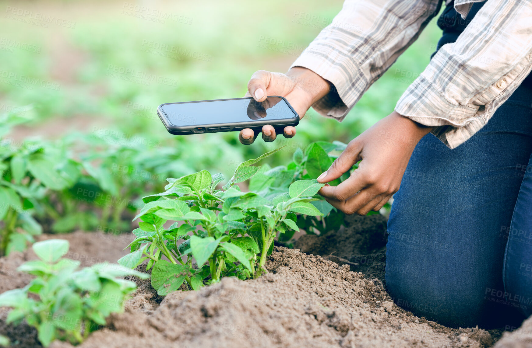 Buy stock photo Photo, agriculture and farmer farming with phone for digital innovation in sustainability on a farm. Picture, ecology and eco friendly person with mobile app to check for growth of plants on a field
