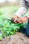 Farming, phone and take picture of plants, social media and connect outdoor. Agriculture, smartphone and male farmer catalog vegetables, produce and plantation for health, wellness or quality control