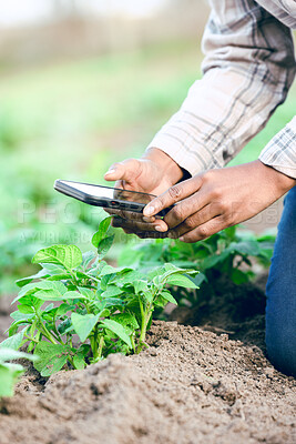 Buy stock photo Farm, phone and take picture of plants, social media and connect outdoor. Agriculture, smartphone and male farmer catalog vegetables, produce and plantation for health, wellness or quality control