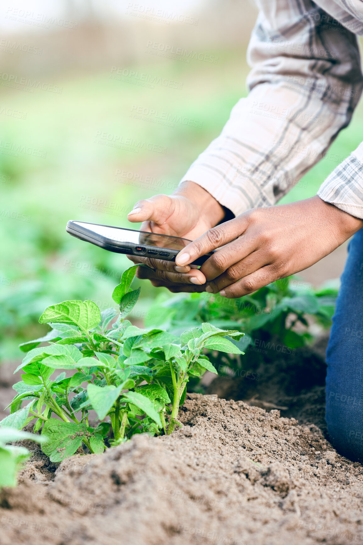 Buy stock photo Farm, phone and take picture of plants, social media and connect outdoor. Agriculture, smartphone and male farmer catalog vegetables, produce and plantation for health, wellness or quality control