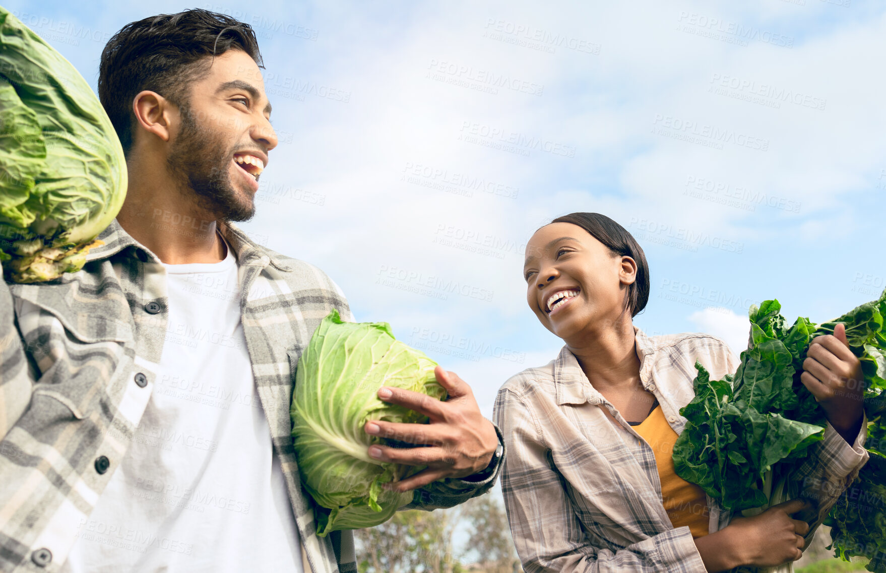 Buy stock photo Couple, vegetables farm and happy farmer, teamwork and agriculture garden harvesting. Healthy food, small business food sustainability and workers farming for nutrition in natural lettuce together