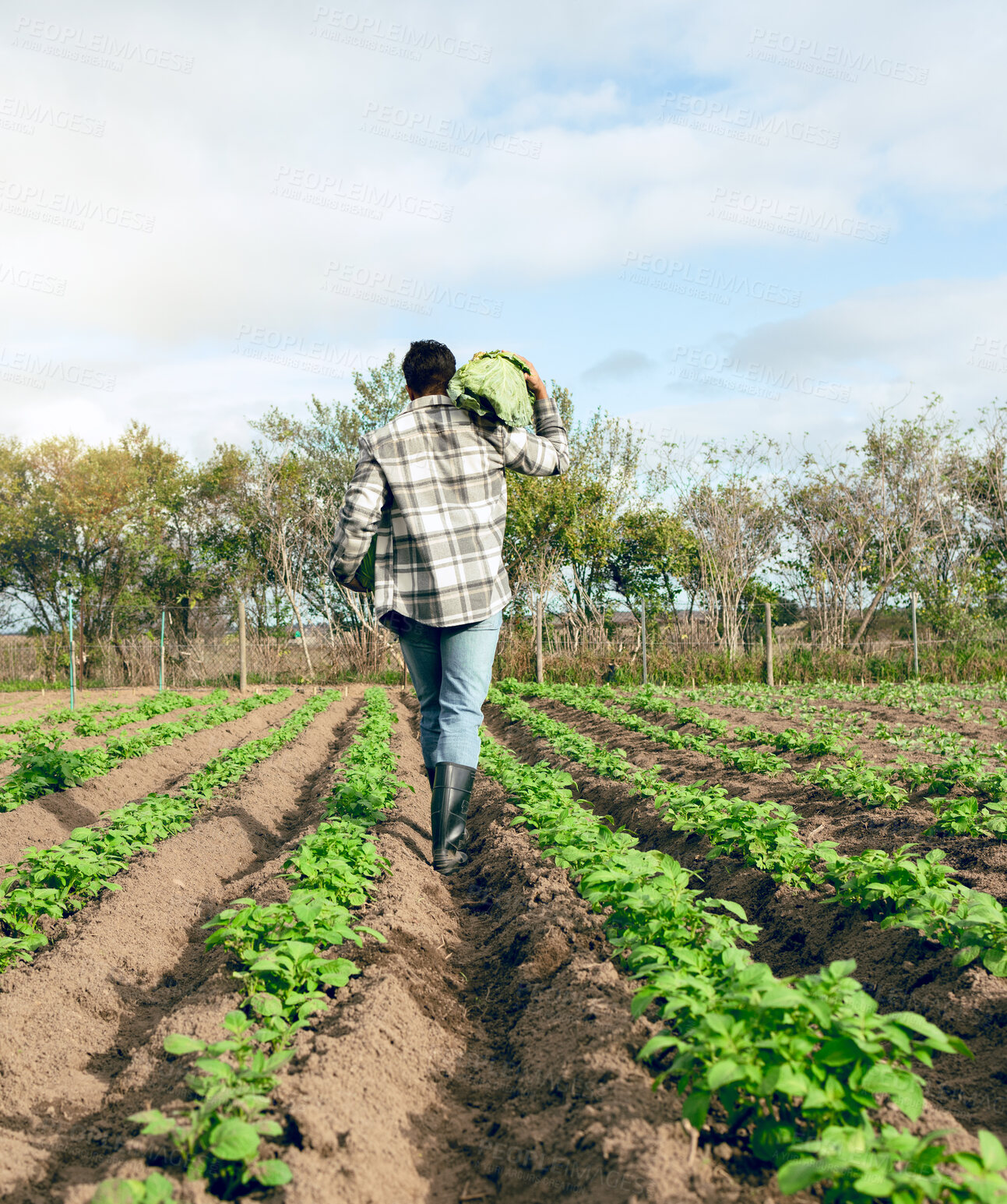 Buy stock photo Harvest, farming and man walking on food farm for agriculture, sustainability and ecology on a field. Cabbage, vegetables and back of a farmer working on nutrition and plants in the countryside