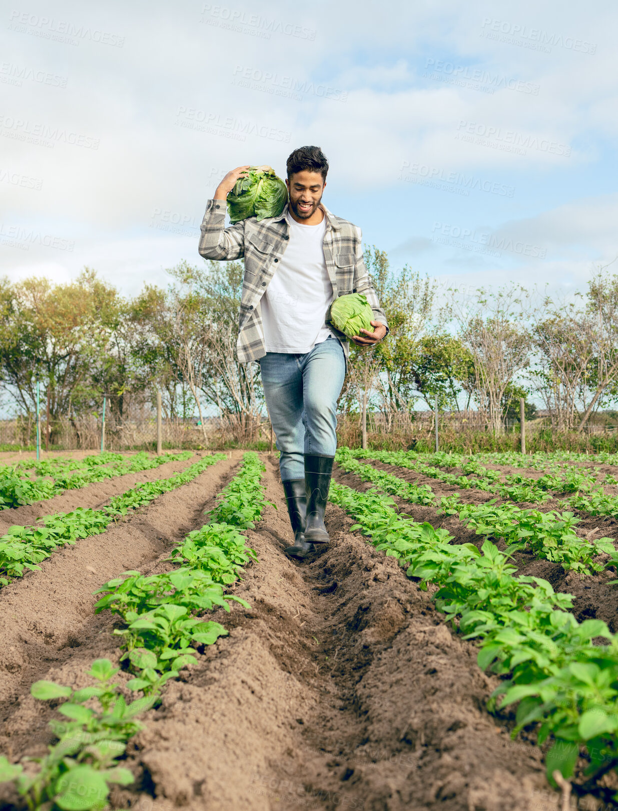 Buy stock photo Farmer, vegetables farm and agriculture sustainability for healthy food. Nature, plant growth and eco friendly worker with smile for carbon capture farming and gardening plants or nutrition wellness