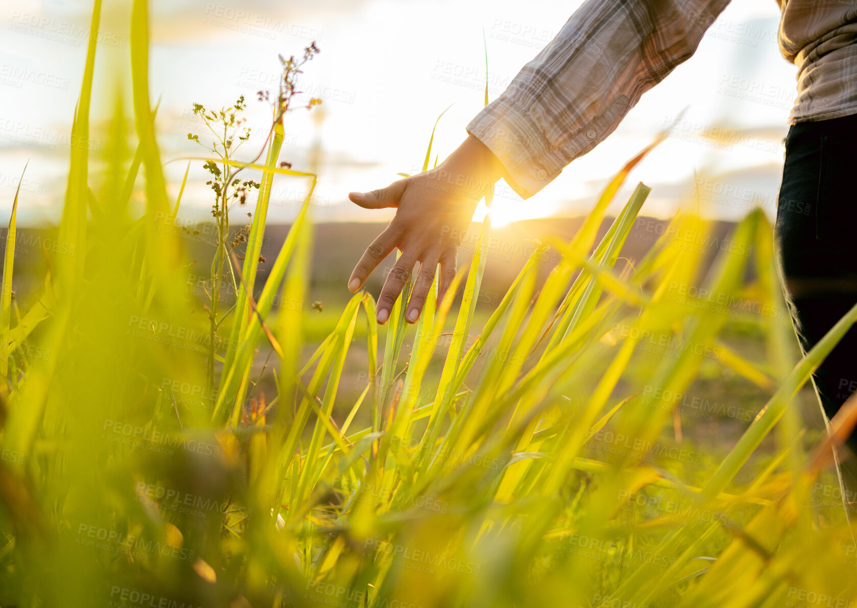 Buy stock photo Freedom, nature and sunset with hand in field for relaxation, peace and meadow walk for wellness. Free, relax and calm woman walking in peaceful green field for outdoor leisure activity.
