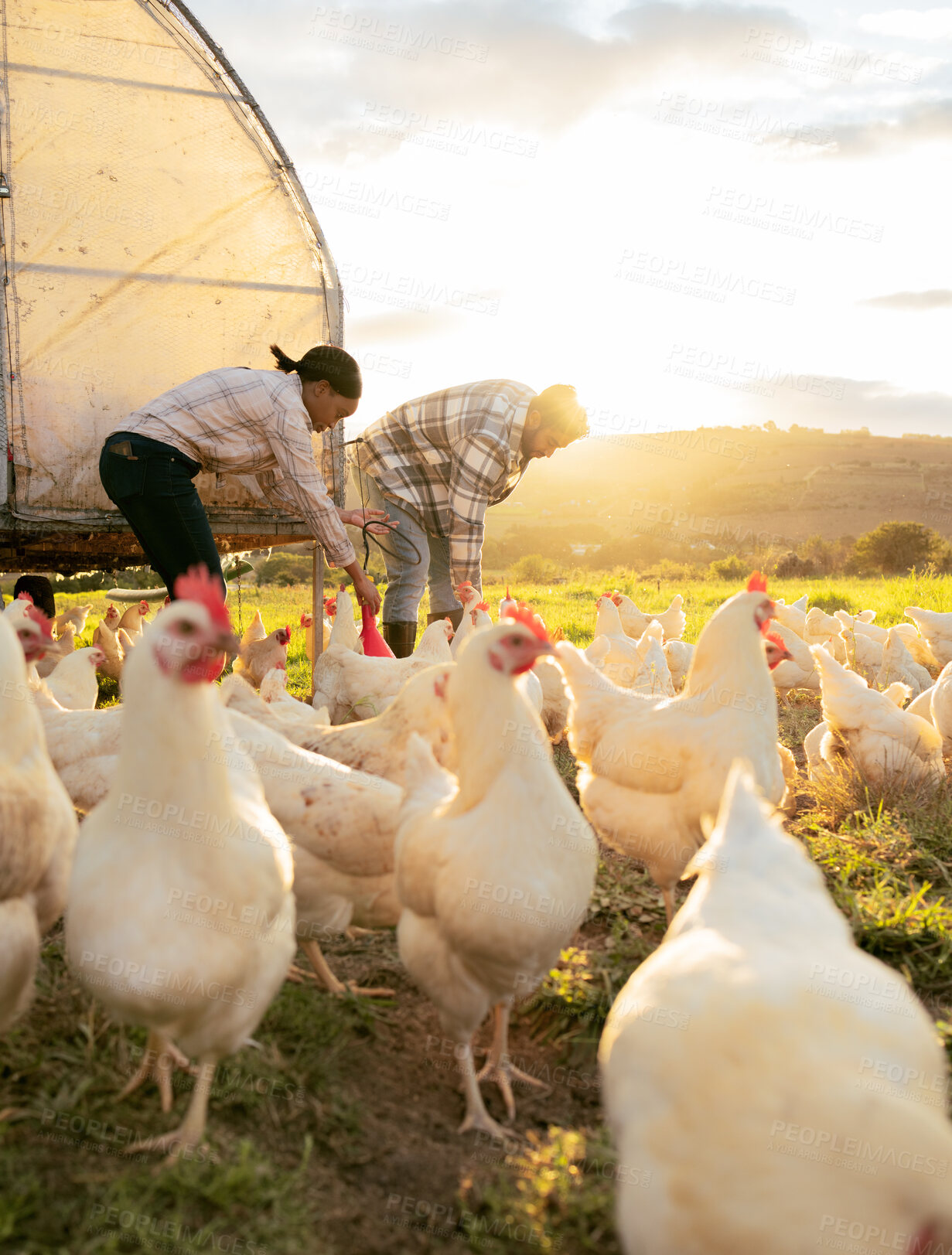 Buy stock photo Chicken, poultry and man with woman farming, livestock and feeding animal for agriculture and chicken farming. Countryside farm with lens flare, organic and farmer couple on field and sustainability 