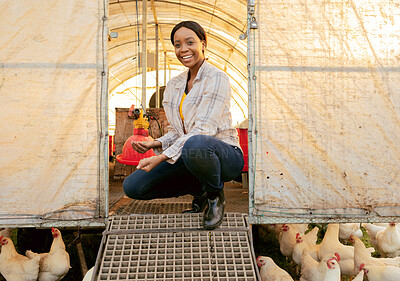 Buy stock photo Farm, agriculture and chickens with a farmer black woman in a chicken coop while farming for sustainability. Countryside, agricultural and poultry with a female working in the chicken or egg industry