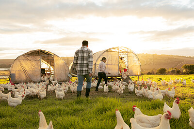 Buy stock photo Farm, couple and chicken with an agriculture team working together outdoor in the poultry industry. Grass, nature and sustainability with a man and woman farmer at work with agricultural chickens