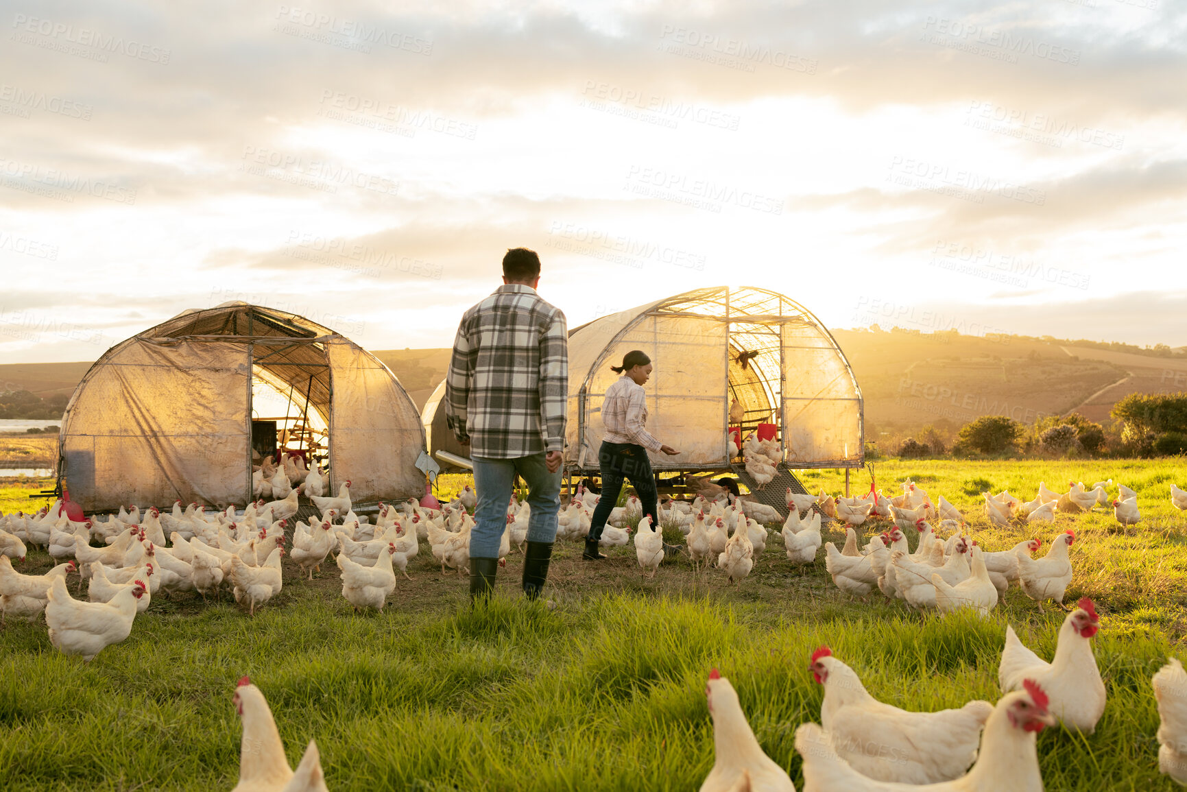 Buy stock photo Farm, couple and chicken with an agriculture team working together outdoor in the poultry industry. Grass, nature and sustainability with a man and woman farmer at work with agricultural chickens