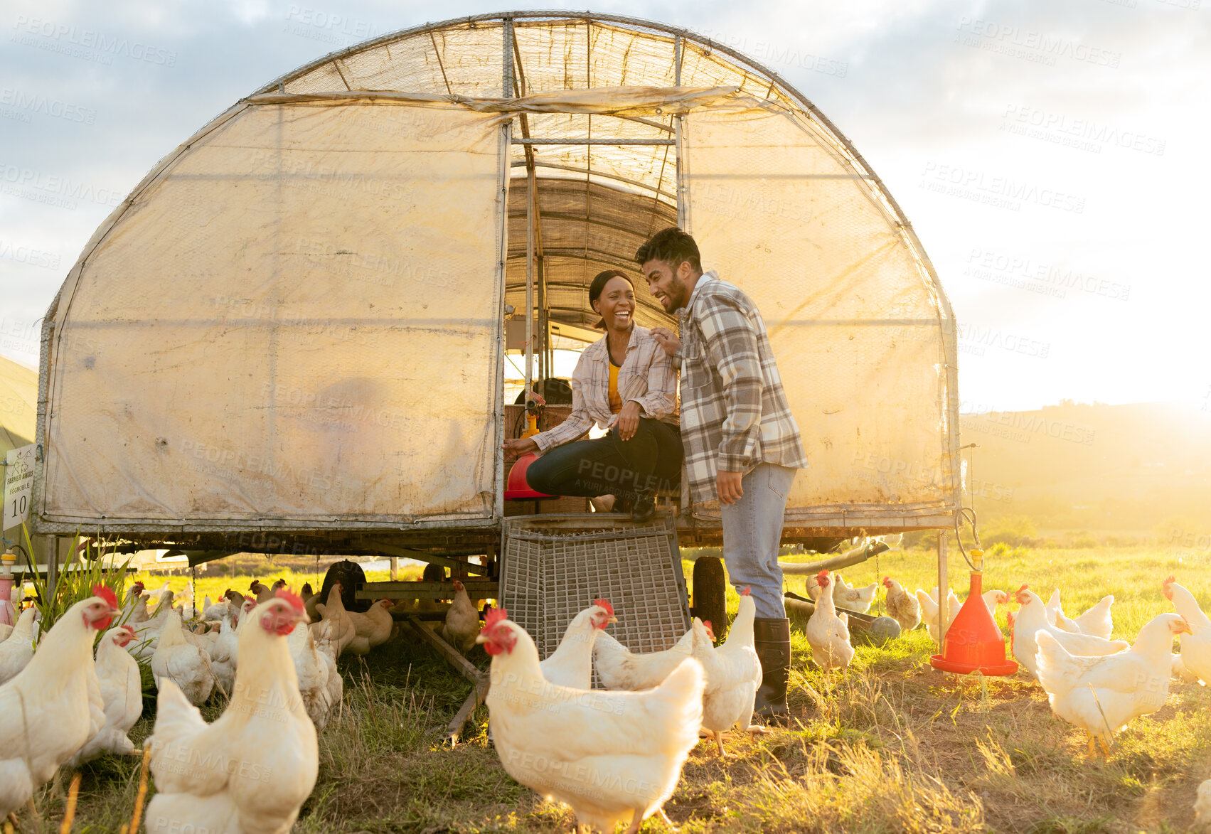 Buy stock photo Farm, chicken and man and woman on agriculture field in the countryside for hen farming in summer. Poultry, farmer and farming multiracial couple on ranch for sustainable environmental harvest