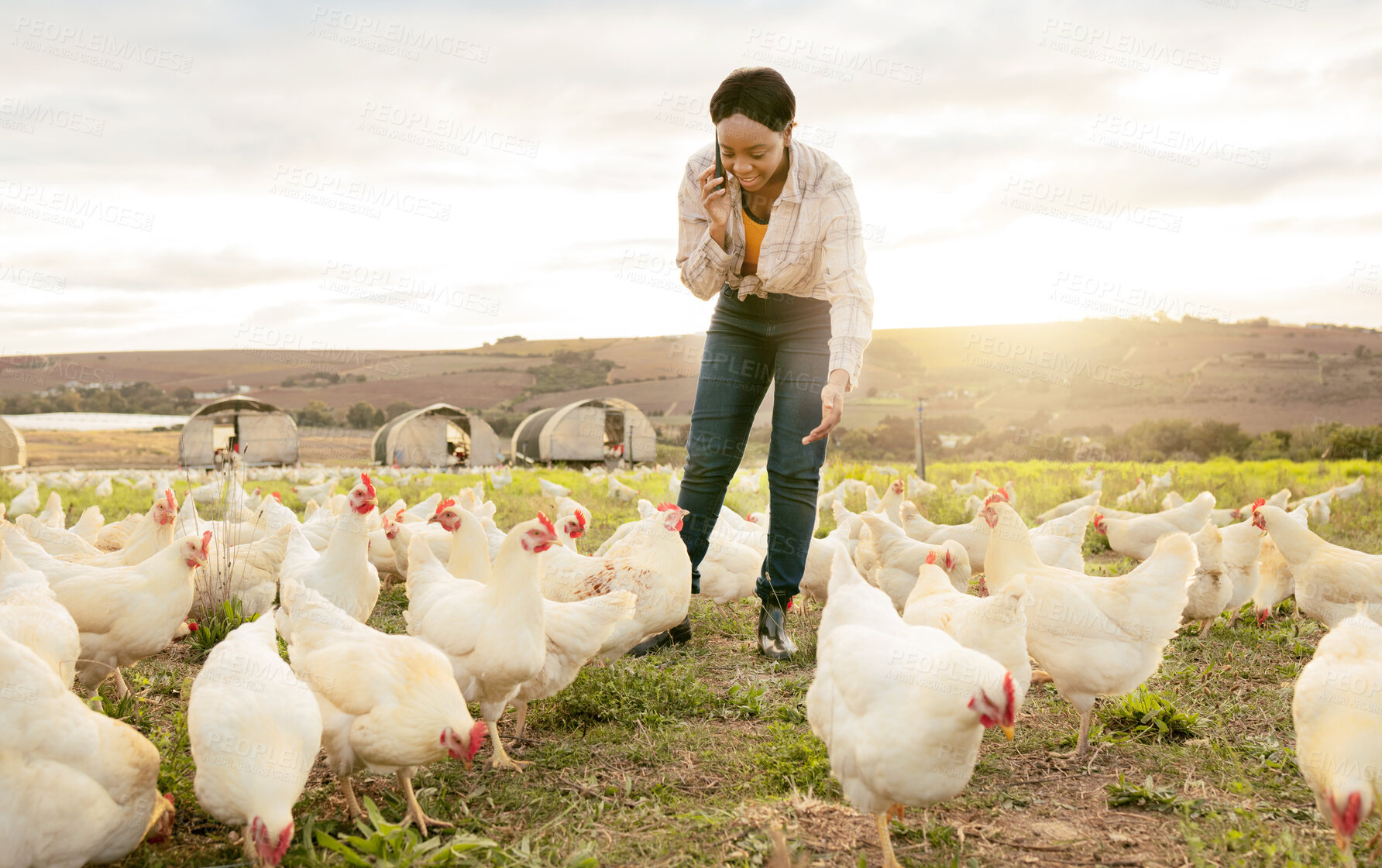 Buy stock photo Chicken farmer, phone call and black woman on farm, talking or discussing meat delivery deal. Poultry, sustainability and small business female or worker speaking to contact on 5g mobile smartphone.