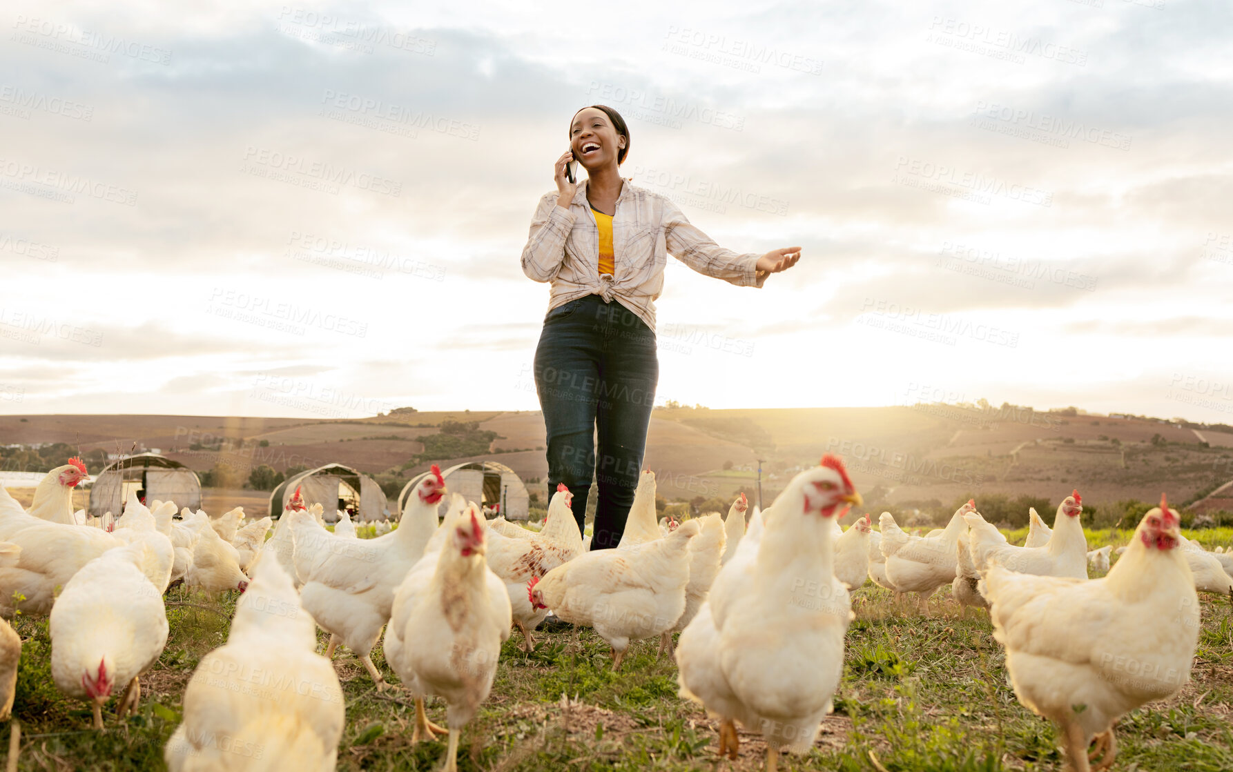 Buy stock photo Chicken, farmer and black woman with smartphone, phone call for chicken farming business and agriculture. Farming poultry and organic free range livestock with countryside field and communication.