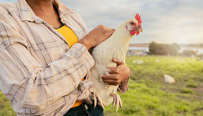 Buy stock photo Woman, chicken farmer and countryside farm of sustainable food, organic livestock farming and healthy poultry sustainability. Egg harvesting, free range animals and modern eco friendly agriculture 
