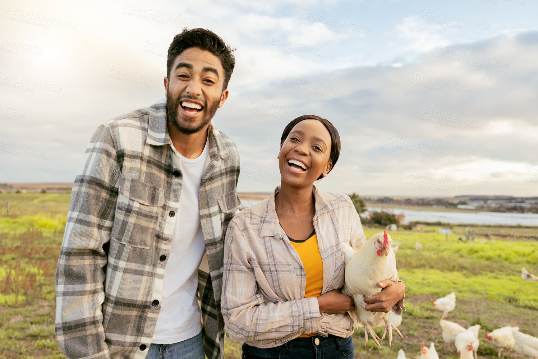 Buy stock photo Farm, chickens and agriculture with a couple farming together on organic land in the poultry industry. Field, energy and environment with a man and woman farmer working in agricultural sustainability