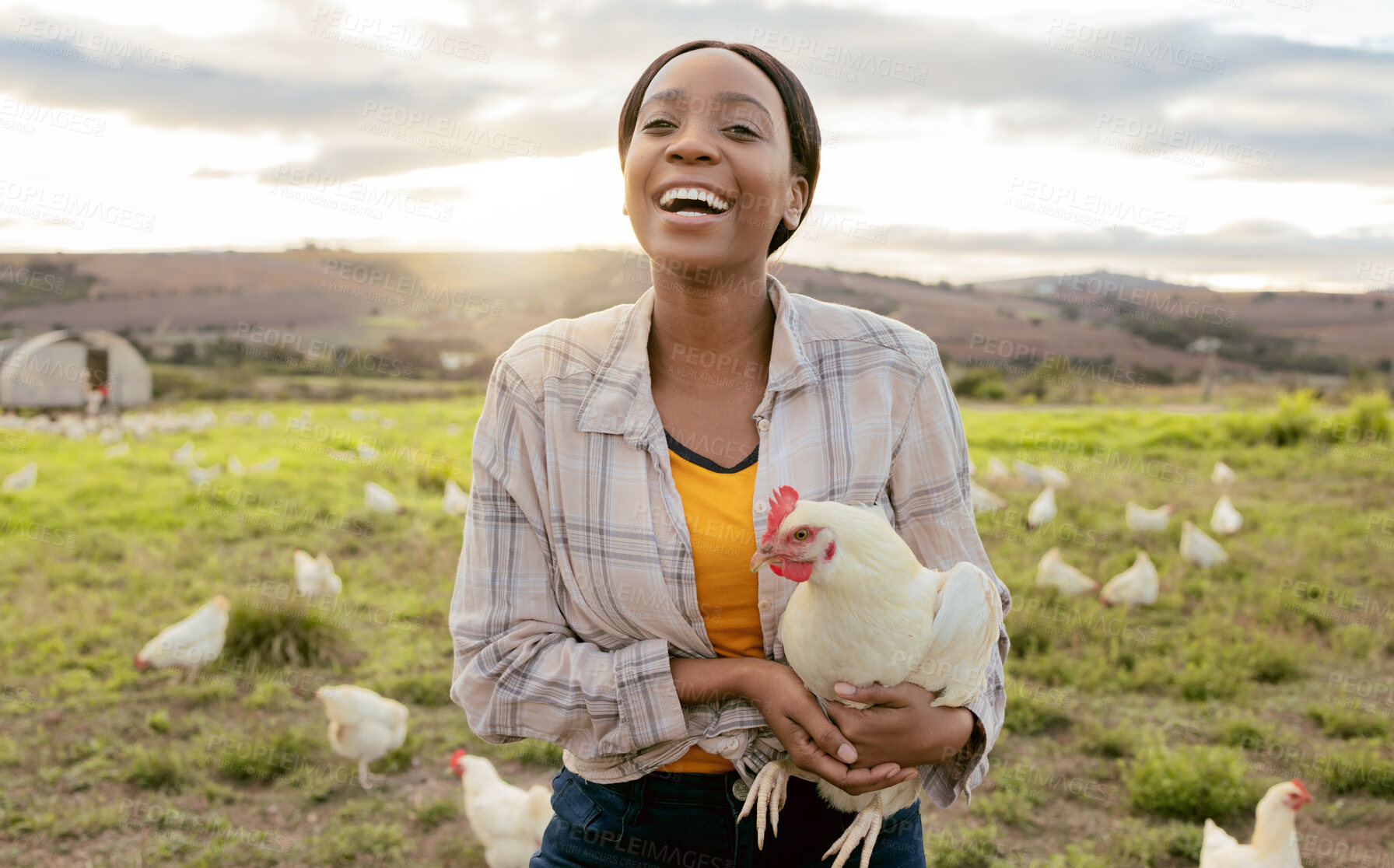 Buy stock photo Farmer, chicken and black woman, happy and working on agriculture, small business and sustainability countryside. Farmer worker, smile and animal sustainable farming outdoor in nature with poultry