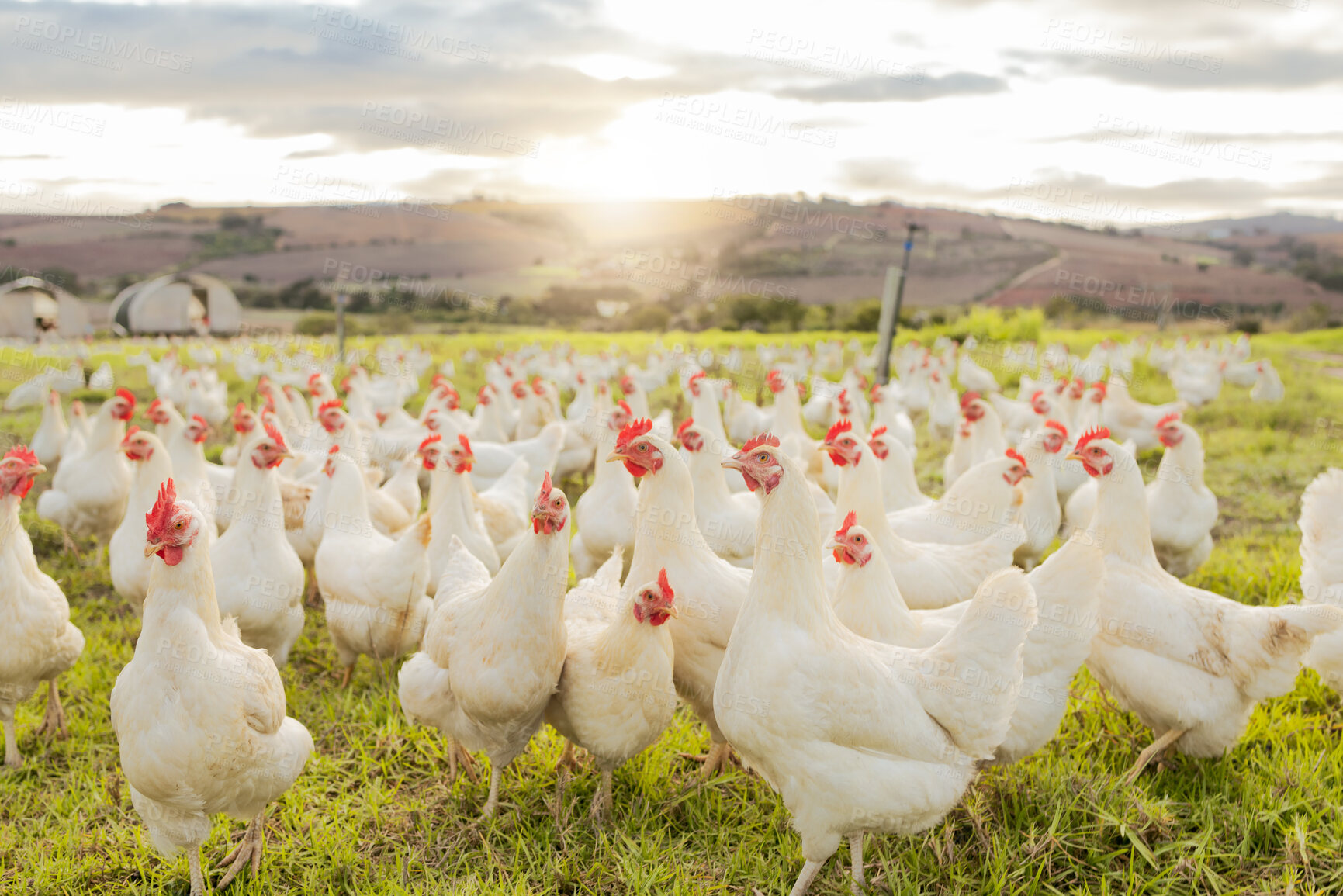 Buy stock photo Farm, sustainability and chicken flock on farm for organic, poultry and livestock farming. Lens flare with hen, rooster and bird animals in countryside field in spring for meat, eggs and protein