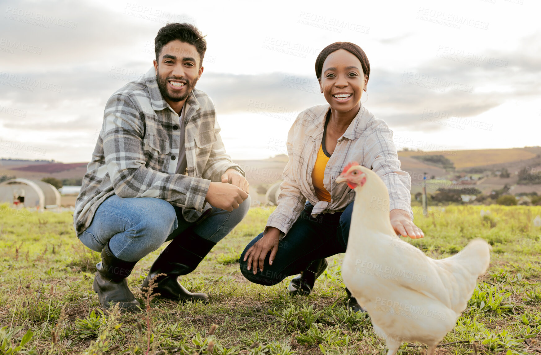 Buy stock photo Farm, livestock and portrait of a couple with a chicken on an agriculture, sustainable and green field. Poultry, eco friendly and agro man and woman with a animal to monitor growth in the countryside