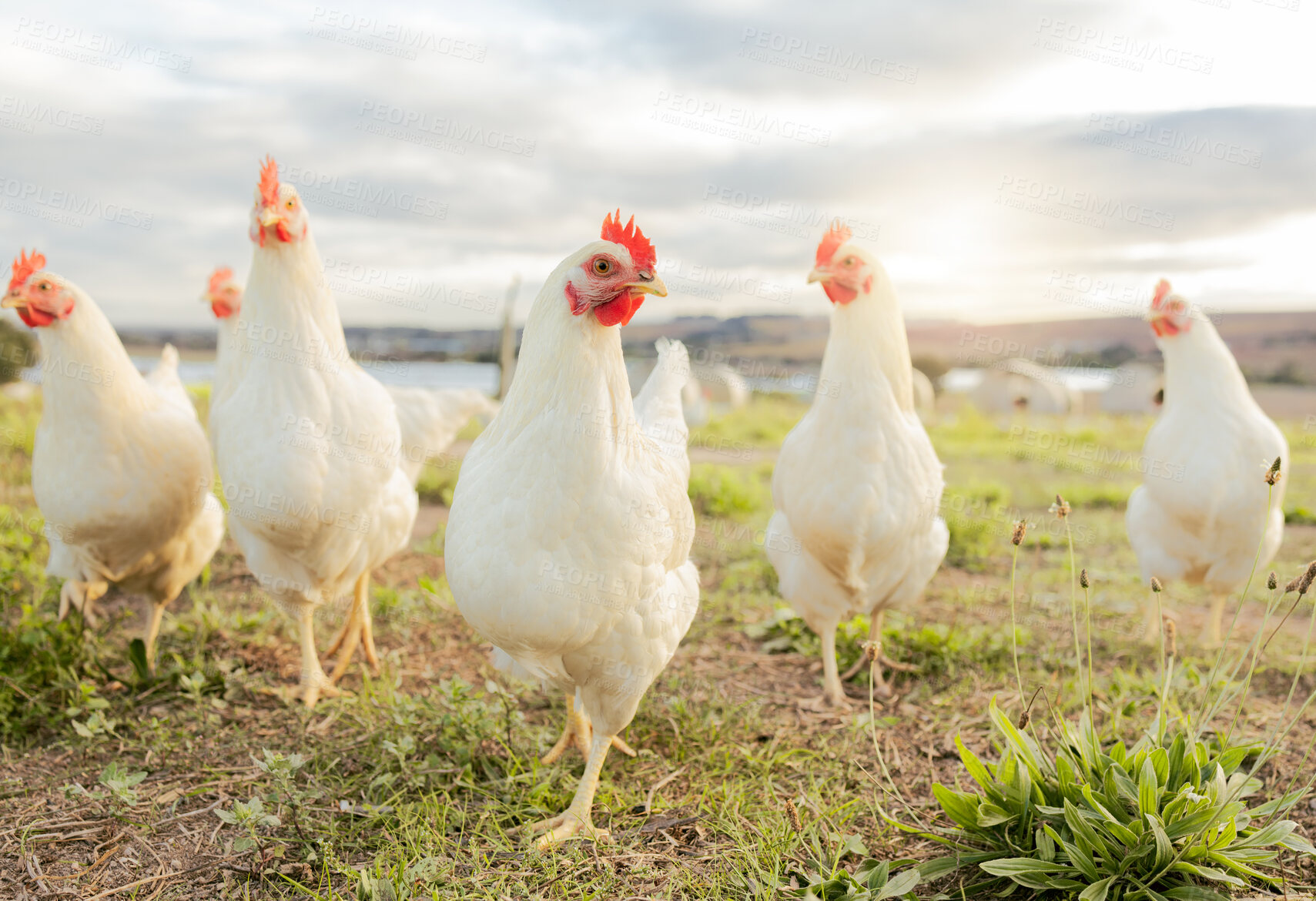 Buy stock photo Agriculture, sustainability and food with chicken on farm for organic, poultry and livestock farming. Hen, rooster and animals with free range bird in countryside field for spring, eggs and protein 