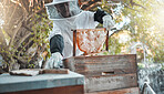 Farm, honey and agriculture with a woman beekeeper working in bee farming outdoor for natural production. Food, countryside and frame with a female farmer at work with honeycomb for sustainability