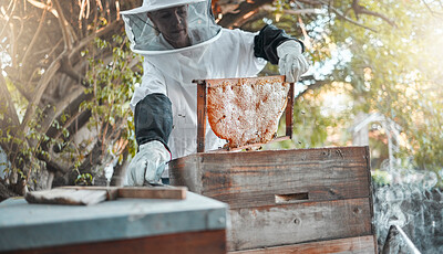 Buy stock photo Farm, honey and agriculture with a woman beekeeper working in bee farming outdoor for natural production. Food, countryside and frame with a female farmer at work with honeycomb for sustainability