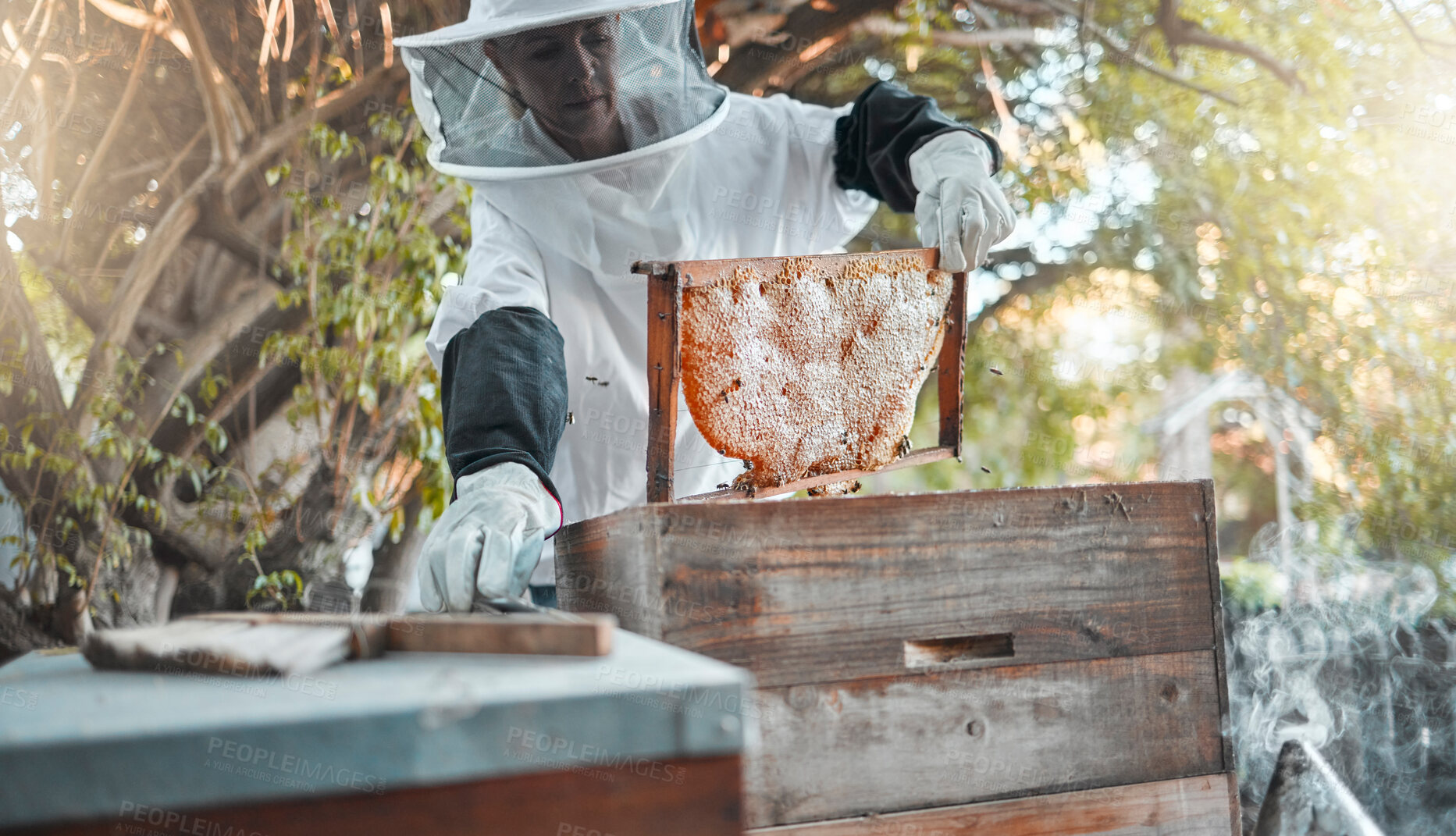 Buy stock photo Farm, honey and agriculture with a woman beekeeper working in bee farming outdoor for natural production. Food, countryside and frame with a female farmer at work with honeycomb for sustainability