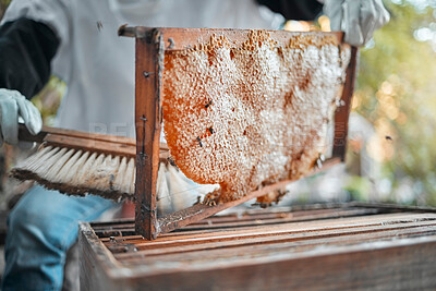 Buy stock photo Honeycomb, farm and agriculture with a woman beekeeper working outdoor in the countryside for production. Food, frame and sustainability with a female farming at work with honey extract closeup