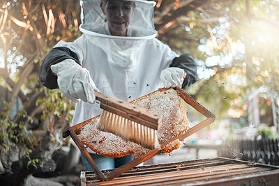 Buy stock photo Honey, bee farming and beekeeper with brush to extract raw product, natural and organic with safety suit for small business. Beekeeping, farmer and sustainable, honeycomb with protection and harvest.