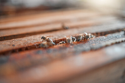 Buy stock photo Bees, hive and background of honey farming, sustainability and organic production, manufacturing and eco environment. Closeup beekeeping, agriculture process and honeycomb, insects and bugs in nature