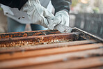 Honey, bees and production hands on a bee farm working with sustainability, food and worker with bugs. Insect, sustainable and healthy food plant growth of a farmer or agriculture employee work 