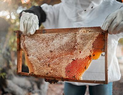 Buy stock photo Honey, bees and beekeeper hands with honeycomb on production farm. Farming, food nutrition industry and natural sustainability harvest or farmer, beekeeping and raw organic wax ecology process