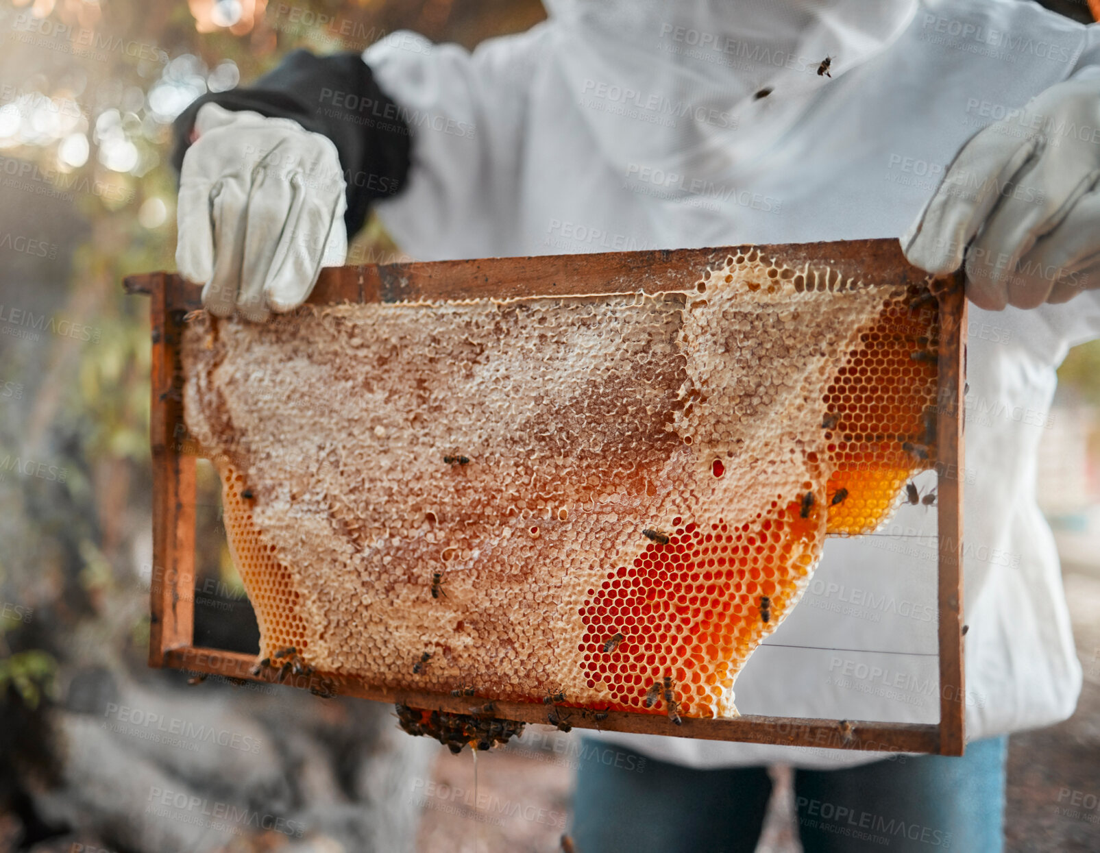 Buy stock photo Honey, bees and beekeeper hands with honeycomb on production farm. Farming, food nutrition industry and natural sustainability harvest or farmer, beekeeping and raw organic wax ecology process