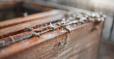 Buy stock photo Bees, wood and insects for honey production on a sustainable, agriculture and eco friendly farm. Process, farming and bugs ready to produce or harvest organic, raw and healthy honeycomb in a box.