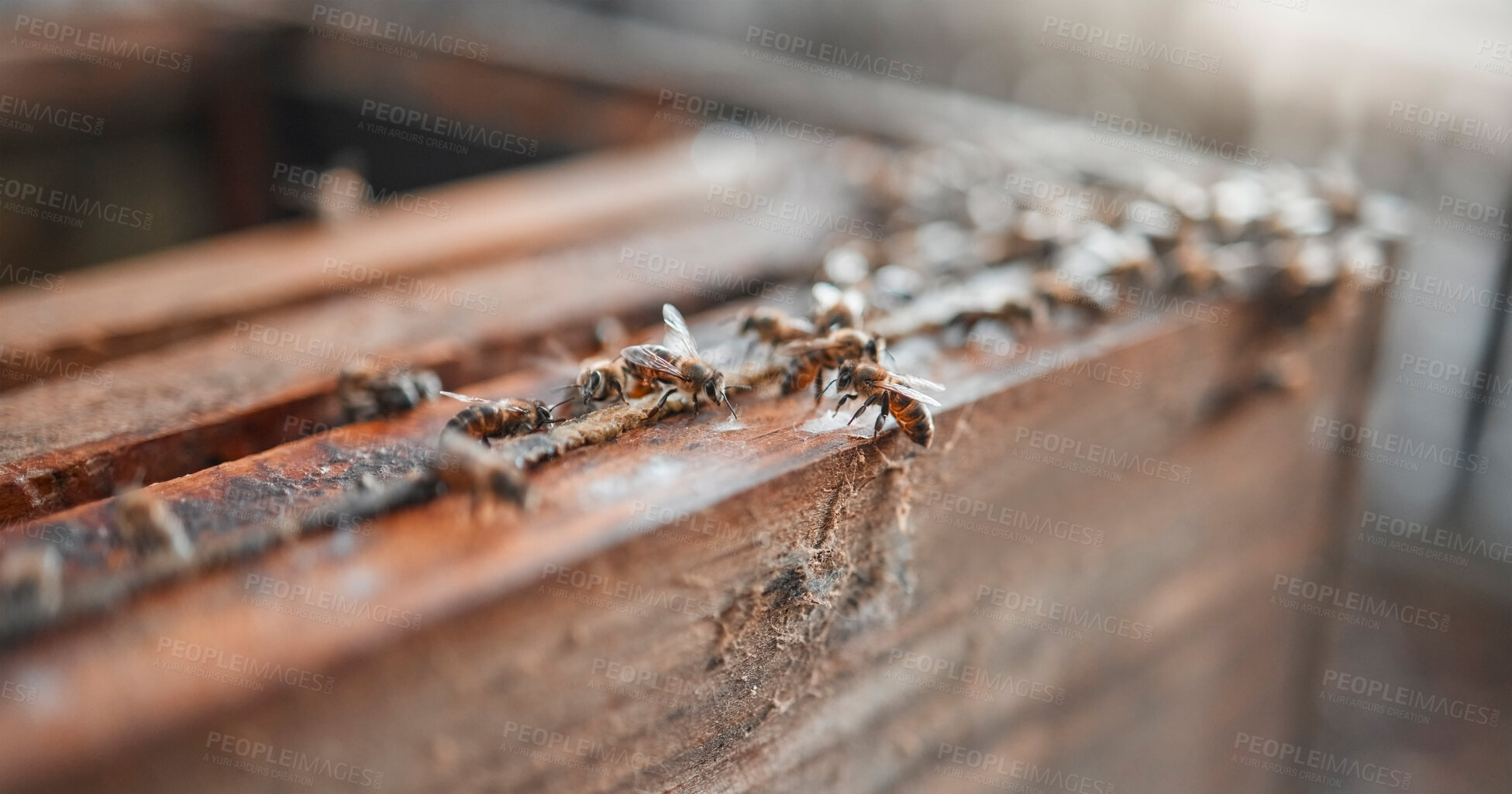 Buy stock photo Bees, wood and insects for honey production on a sustainable, agriculture and eco friendly farm. Process, farming and bugs ready to produce or harvest organic, raw and healthy honeycomb in a box.