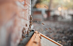 Bees, honey farming and background of beehive frame, box and sustainability, organic production and manufacturing in ecology environment. Closeup beekeeping, agriculture process and sweet honeycomb 