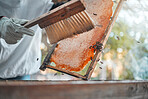 Honeycomb, brush and beekeeper hands at farm for hive inspection outdoors. Food, safety or worker in suit for protection brushing beehive frame to harvest healthy, delicious and fresh organic honey

