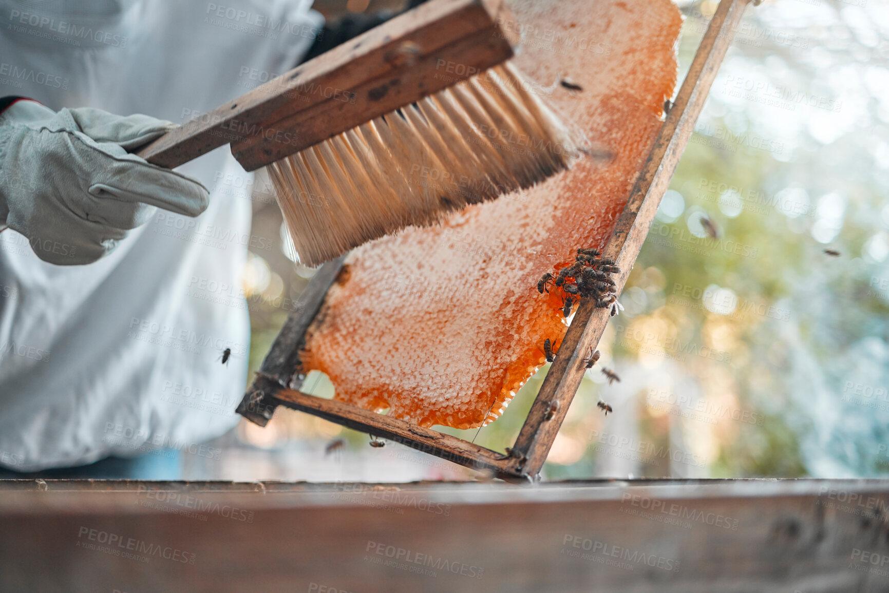 Buy stock photo Honeycomb, brush and beekeeper hands at farm for hive inspection outdoors. Food, safety or worker in suit for protection brushing beehive frame to harvest healthy, delicious and fresh organic honey

